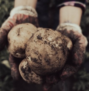 [농산물] 감자(100g미만) 1kg